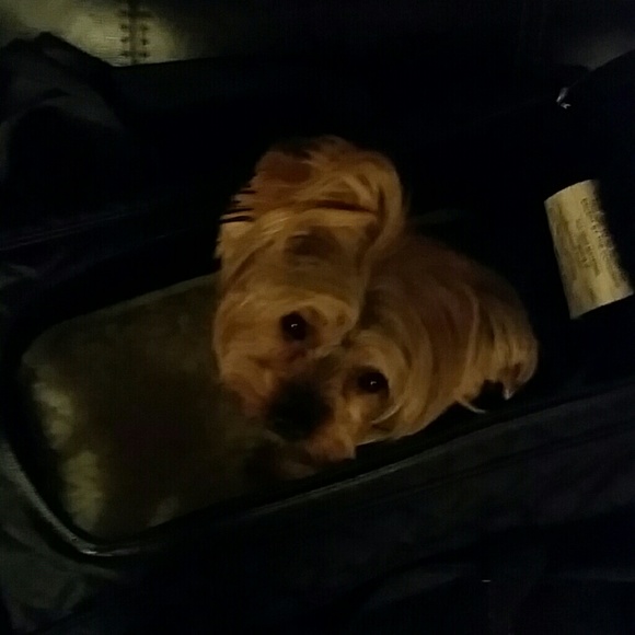 Pet Carrier/ Meets Airline requirements. - Picture 4 of 8